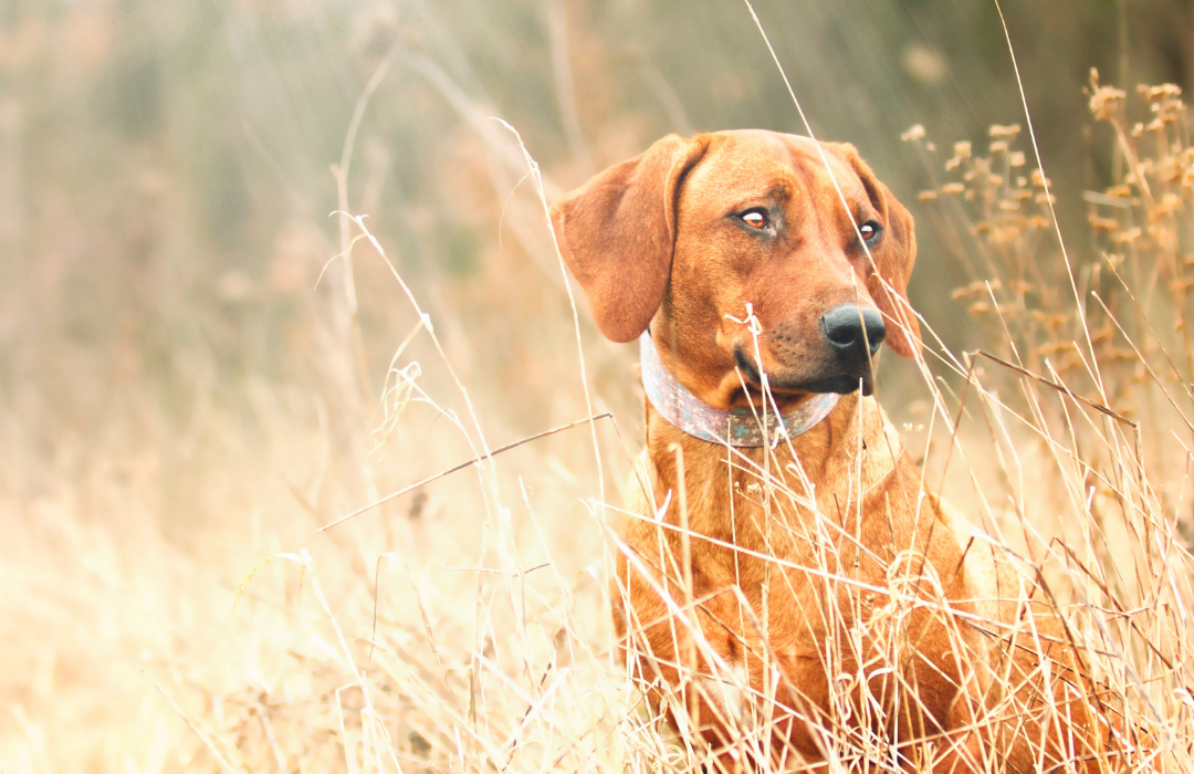 Easing Separation Anxiety in Dogs