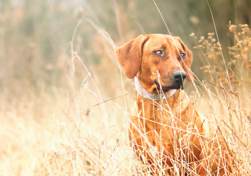 Easing Separation Anxiety in Dogs