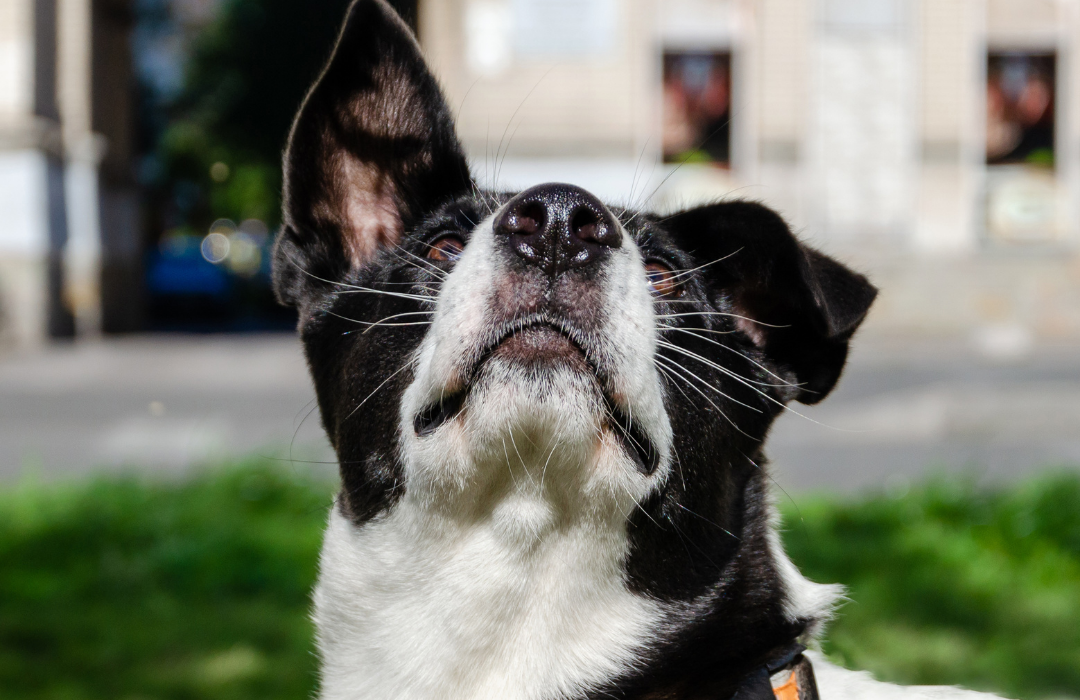 How To Prevent Fleas Getting on Your Pets