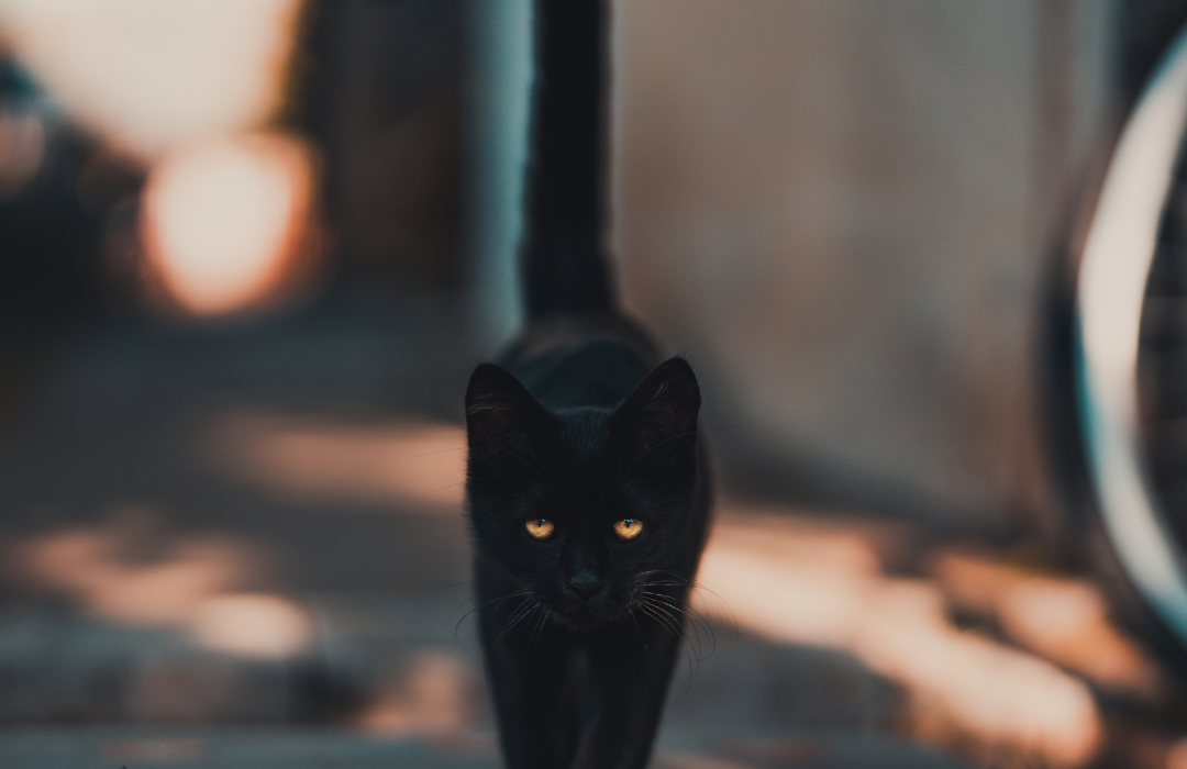 Should You Walk Your Cats?