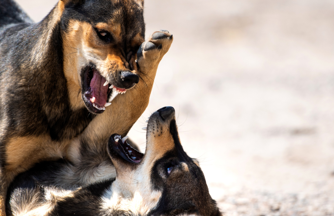 Aggression In Dogs And What To Do About It