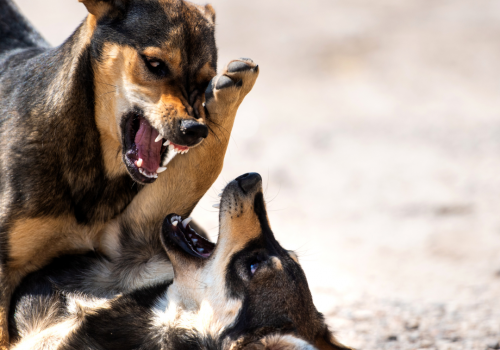 Aggression In Dogs And What To Do About It