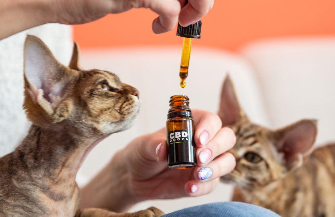 Reasons You Should Give Your Pets CBD