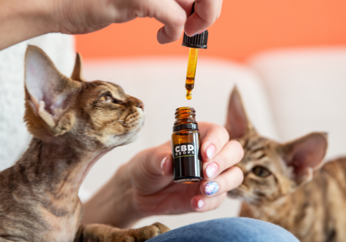 Reasons You Should Give Your Pets CBD