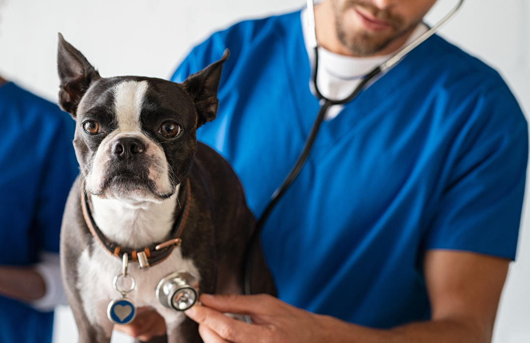 Warning Signs You Should Take Your Dog to the Vet