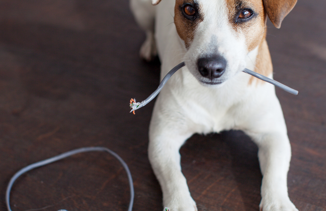 5 Tips on How to Stop Your Dog from Chewing Everything