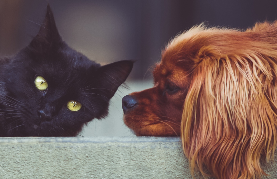 Cats vs. Dogs: The Benefits of Owning Both