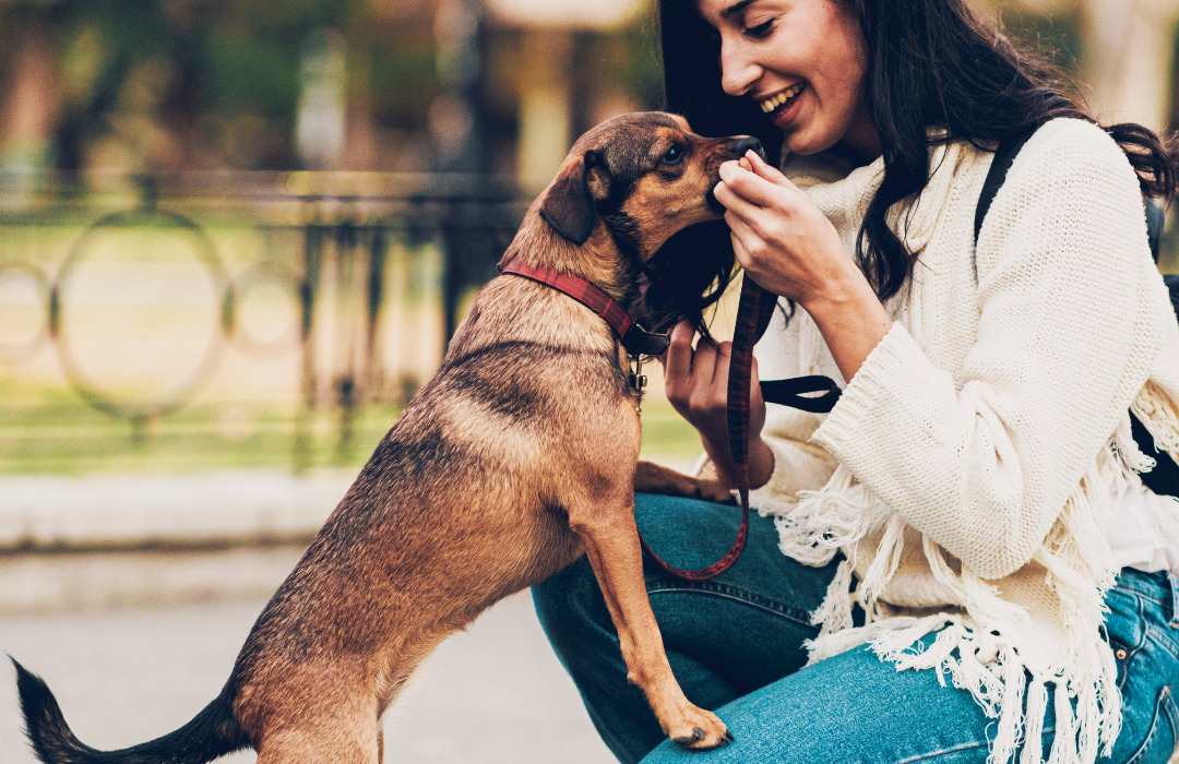 The Ways That We Can Take Care of Pets