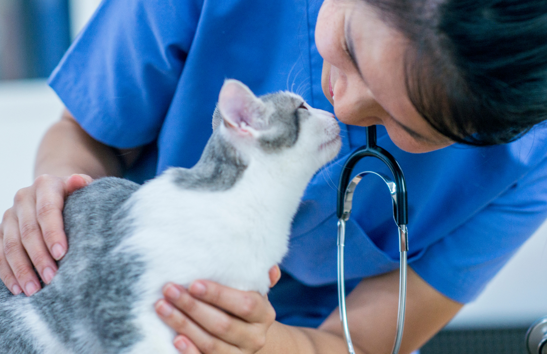 How To Find A Vet: Tips For When You’re Looking And What To Ask