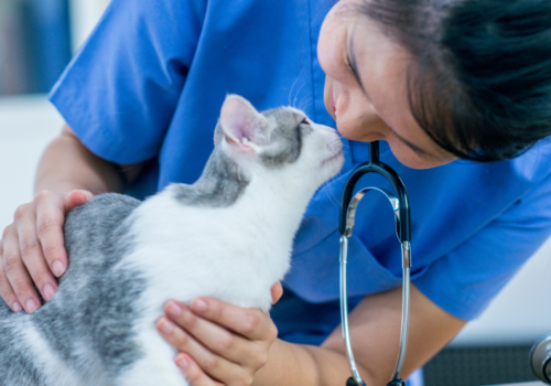How To Find A Vet: Tips For When You’re Looking And What To Ask