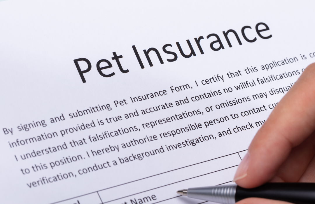 Why Get Pet Insurance? The Benefits Of Having One, And What It Covers