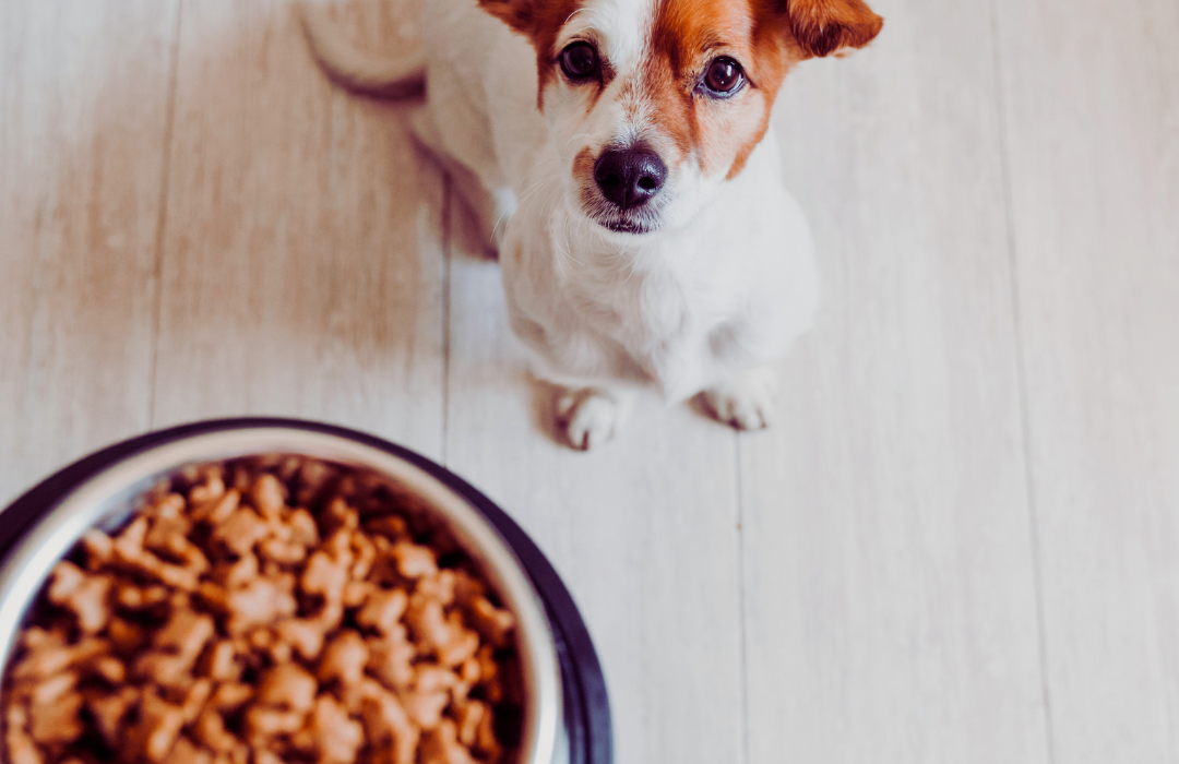 Choose the Right Dog Food: A Guide to Optimal Nutrition for Your Pet
