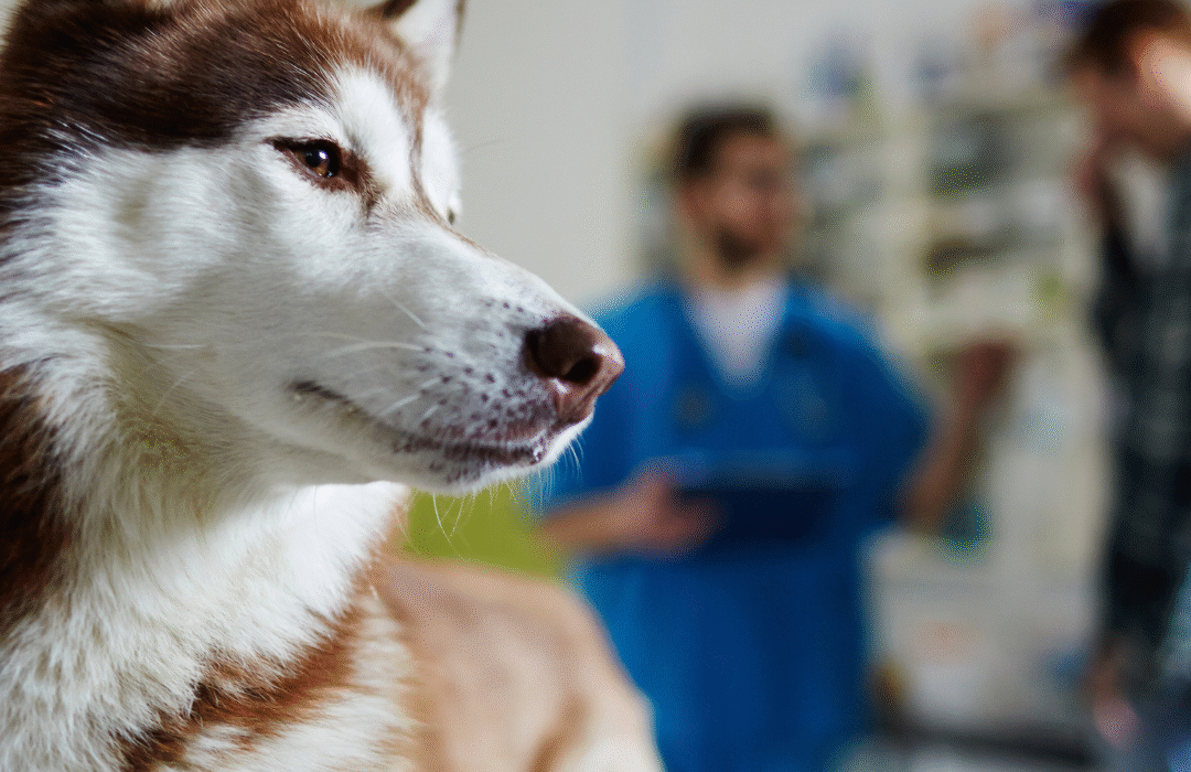What to Include in a Pet Emergency Kit: Essential Supplies for Your Furry Friend’s Safety