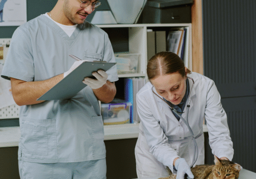 How to Manage Seasonal Allergies in Pets Effectively and Safely