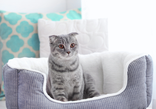 How to Prepare a Home for a New Pet Safely and Efficiently